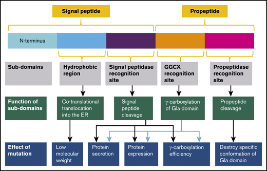 The effect of mutations on functional subdomains of FIX signal peptide and propeptide. The signal peptide consists of 2 subdomains: the hydrophobic region and the signal peptidase recognition site. The hydrophobic region is recognized by signal recognition particles that assist in cotranslational translocation of FIX into the ER; mutations in the region lead to a lower MW. Mutations in the signal peptidase recognition site interfere with protein secretion, expression, and γ-carboxylation efficiency by preventing signal peptide cleavage. The propeptide region includes 2 subdomains: the GGCX recognition site and the propeptidase recognition site. Mutations in the GGCX recognition site affect protein secretion, protein expression, or γ-carboxylation efficiency. Mutations in the propeptidase recognition site lead to unremoved propeptide and destroy the specific conformation of the Gla domain.