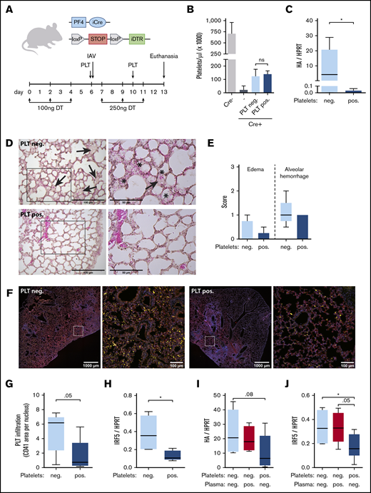 Platelets neutralize viral infection in vivo depending on their serostatus. (A) Transfusion setup: iDTRPLT mice expressing an inducible diphtheria toxin receptor (iDTR) in the megakaryocytic lineage were rendered thrombocytopenic by repeated injections of diphtheria toxin (DT). Thrombocytopenic iDTRPLT mice were transfused with donor platelets (PLT), infected with IAV, and euthanized 7 days after infection. (B) Platelet count in iDTRPLT mice with and without transfusion of seronegative (PLT neg.) or seropositive (PLT pos.) donor platelets (n = 4-12). (C-H) Thrombocytopenic iDTRPLT mice were transfused with seronegative or seropositive donor platelets in buffer, infected with IAV, and evaluated for disease severity 7 days later (n = 5). (C) Pulmonary viral load was quantified by measuring relative messenger RNA expression of IAV HA. Representative images (D) and quantification (E) of lung sections stained with hematoxylin and eosin and scored for edema formation (arrows) and alveolar hemorrhage (*). The boxes in panel D (left panels) are shown at higher magnification in (the right panels. (F-G) Lung sections were stained for CD41 (yellow), CD144 (red), and nuclei (blue), and platelet infiltration was determined by calculating the CD41-positive area per nucleus. Representative images (F) and quantification (G). The boxes in panel F are shown at higher magnification in the corresponding panel to the immediate right. (H) Interferon response in lung tissue was quantified by measuring relative mRNA expression of interferon response factor 5 (IRF5). (I-J) Thrombocytopenic iDTRPLT mice were transfused with seronegative platelets in diluted seronegative plasma (Platelets: neg.; light blue), seronegative platelets in diluted seropositive plasma (Plasma: pos.; red), or seropositive platelets in diluted seronegative plasma (Platelets: pos.; dark blue) and infected with IAV (n = 5-6). Pulmonary viral load (I) and interferon response (J) were assessed as in panels C and H, respectively. *P < .05.