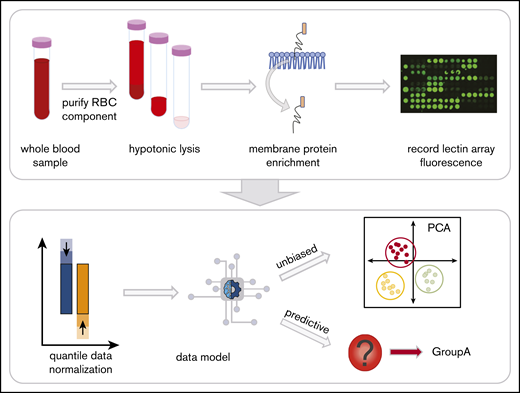 Red blood cell (RBC) processing and workflow. Whole blood in EDTA was centrifuged to fractionate the blood into components. The plasma and white blood cell layers are removed, leaving the RBC layer. Hemoglobin was then removed with successive washes of hypotonic phosphate-buffered saline until a white erythrocyte pellet remained. The glycoproteins were extracted with a selective detergent using a commercially available kit. Glycoprotein fractions were interrogated by lectin microarray and analyzed with unbiased and predictive data models.
