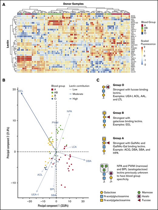 Unsupervised hierarchical clustering of lectin microarray fluorescence. (A) Lectin array heatmap of scaled quantile normalized healthy donor fluorescence. The normalized lectin microarray fluorescence data were scaled per row (lectin) to standardize the comparisons between samples. Red boxes represent higher fluorescence; blue boxes represent decreased fluorescence. Unsupervised hierarchical clustering of blood groups (top row) based on similar heat map patterns of lectin binding is shown. Individual lectins are indicated in the right column. (B) Principal component analysis of serologically identified blood group donors using lectin microarrays. The combination of all fluorescing lectins is reduced into a 2-dimensional format. The influence of a lectin is depicted by the length of the line and depth of color. The 9 statistically significant lectins are displayed. (C) Glycan structure cartoons depicting lectin binding preferences, indicated as gray boxed areas, are shown for each blood group. Selected lectins with known ABO specificity are indicated for group O (UEA-I, AOL, AAL, EEL, LCA), A (DBA, SBA, ACA), and B (EEL). Lectins previously unknown to have blood group specificity that influenced by ABO blood groups are also indicated (NPA and PWM), with these lectins recognizing mannose moieties.