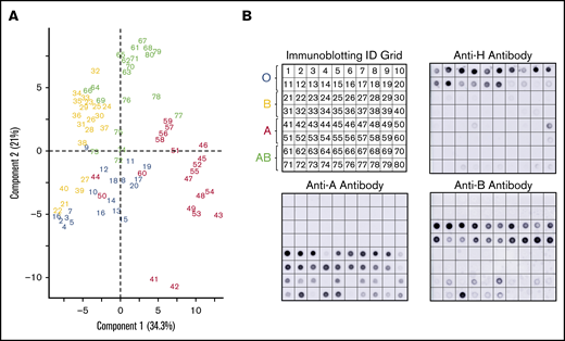 Corresponding immune-blots confirm weakened expression of ABO, identified by PCA of serologically identified donors. PCA plot displayed by sample identification (A) and matching immunoblotting with anti-H, anti-A, and anti-B. Anti-A and anti-B dot blots (B) demonstrated weakened glycoprotein expression observed as outliers in the PCA plot. Weakened expression was accompanied by slight to moderate increases in H antigen in most samples.