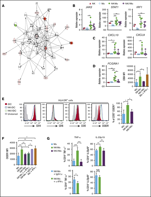 CD14+CD16−monocytes acquire stable IFN-γ signature only after cell-cell contact with NK cells. CD14+CD16− monocytes and in vitro preactivated NK cells were isolated from HD blood and cocultured for 18 hours (NK-Mo). Monocytes alone (Mo) or cocultured with NK cells through a Transwell membrane (NK//Mo) were used as controls. In some experiments, controls included monocytes treated with IFN-γ (Mo + IFN-γ). Some coculture experiments were done in the presence of anti-IFN-γ (NK-Mo + α-IFN-γ) or IgG1,κ isotype control (NK-Mo + IgG1,κ). After coculture, the transcriptional, phenotypical, and functional profiles of monocytes were assessed. (A) Main gene signatures induced in monocytes after coculture with NK cells, assessed by microarray. (B-C) Validation by real-time PCR of JAK2, STAT1, IRF1, CXCL10, and CXCL9 gene expression in monocytes after coculture with NK cells. (D) Validation of FCGRA1 gene expression and CD64 protein expression in monocytes after coculture with NK cells assessed by real-time PCR and flow cytometry, respectively. (E) Histograms for phenotypical characterization of monocytes after coculture with NK cells; frequency of CCR2+CX3CR1+ monocytes assessed by flow cytometry. (F) Expression (MFI) of CX3CR1 in monocytes after coculture with NK cells, assessed by flow cytometry. (G) Frequency of TNF-α+ and IL-23p19+ monocytes after LPS stimulation, assessed by flow cytometry. Error bars represent standard deviation. Data are representative of at least 2 or more independent experiments combined; n = 2-3 HDs per experiment. Statistical comparisons were performed with the unpaired Student t test with Welch correction. *P < .05, **P < .01, ***P < .001. NS, not significant.