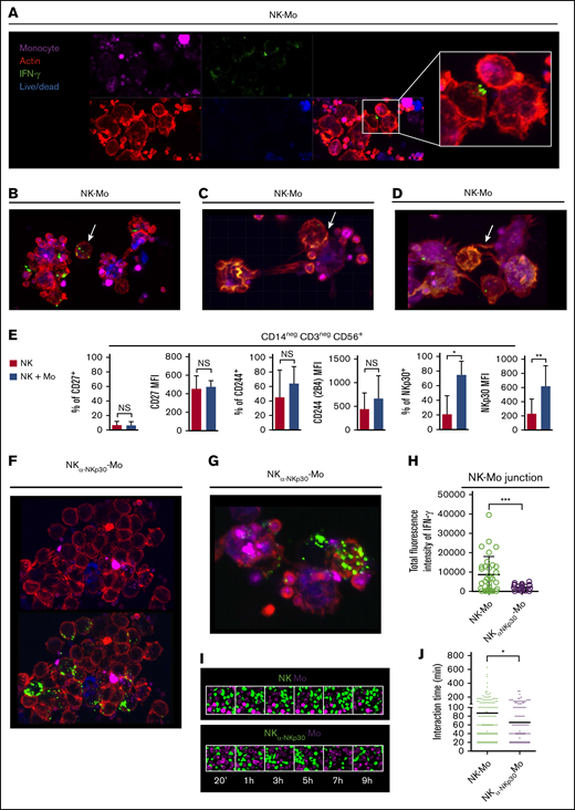 CD14+CD16−monocytes are instructed by the polarization of IFN-γ at the NKp30-mediated junction with NK cells. Preactivated NK cells and CD14+CD16− prestained monocytes (violet), isolated from HD blood, were cocultured for 6 hours in the presence of Live/Dead viability dye (blue). After coculture, cells were fixed and stained for IFN-γ (green) and phalloidin (red). In all experiments and groups, remaining platelets accompanied the monocyte fractions. For some cocultures, the NKp30 receptor was blocked prior the interaction with monocytes (NKα-NKp30-Mo). (A) IFN-γ dynamics during the interaction of NK cells with monocytes. (B) Distribution of IFN-γ in nonagglomerated NK cells (arrow). (C) Distribution of IFN-γ during the interaction of NK cells with dying monocytes (arrow). (D) Presence of IFN-γ in nanotube-like structures (arrow). (E) Frequency and expression (MFI) of CD27, CD244 and NKp30 on NK cells cultured alone (NK) or after 18 hours of coculture with CD14+CD16− monocytes (NK + Mo). (F) Distribution of IFN-γ during the interaction of NKp30-blocked NK cells with monocytes. (G) IFN-γ dynamics during the interaction of NKp30-blocked NK cells with monocytes. (H) Total fluorescence intensity of IFN-γ determined at the junction formed between NK cells and monocytes. Prestained NK cells (green) and monocytes (violet) were cocultured and live-cell imaging was recorded for up to 12 hours. (I) Captures of the interaction between NK cells and monocytes. (J) Interaction time of monocytes with NK cells vs monocytes with NKp30-blocked NK cells. Error bars represent standard deviation. Data are representative of at least 2 or more independent experiments combined; n = 2-3 HDs per experiment. Statistical comparisons were performed with the unpaired Student t test with Welch correction. *P < .05, **P < .01, ***P < .001. See “Confocal microscopy” for stains used; original magnifications ×20 (A-B,F,I) and ×40 (C-D,G).
