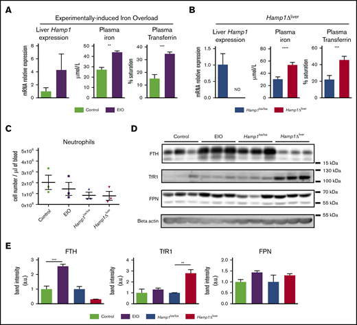 Hepcidin deficiency protects neutrophils from intracellular iron overload. Liver hepcidin (Hamp1) expression evaluated by real-time quantitative polymerase chain reaction, plasma iron, and transferrin saturation in mice fed an iron-rich diet for 6 weeks (EIO model) vs controls (A) or Hamp1Δlivervs Hamp1lox/lox mice (B) (n ≥ 3 mice per group). (C) Blood neutrophil cell count in the EIO model vs control and Hamp1Δliver vs Hamp1lox/lox mice (n = 3 mice per group). (D) Western blot detection of FTH, TfR1, FPN and β-actin on neutrophils isolated from the different mouse models as indicated (n = 3 mice per condition). Data are representative of 2 independent experiments. (E) Quantification of the band intensity expressed in arbitrary units (a.u.). All results are shown as mean ± standard error of the mean (SEM). **P < .01; ***P < .001; ****P < .0001.