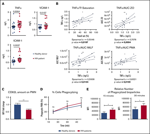 Neutrophils from HH patients are primed. (A) Plasma TNF-α, VCAM-1, and ICAM-1 in the plasma of HH patients (n = 23; red squares) vs healthy donors (n = 18; blue circles). (B) Correlations between plasma TNF-α and transferrin saturation (Transf Sat) or between plasma TNF-α and area under the curve (AUC) of the oxidative burst upon stimulation with fMLF, OZ, or PMA for each patient. (C) Analysis by flow cytometry of CD62L surface expression on neutrophils isolated from HH patients (n = 4) vs healthy donors (n = 3) as measured by mean fluorescence intensity (MFI) and expressed in fold change. (D-E) Evaluation of the phagocytosis capacity (number of phagocytized S aureus bioparticles) in neutrophils from HH patients (red) vs healthy donors (blue) (n ≥ 6; data from 3 independent experiments). (D) Analysis of the percentage of phagocytic neutrophils over time. (E) Comparison of the MFI between neutrophils from HH patients (red) vs healthy donors (blue). The normality of each data batch was assessed to determine the appropriate statistic test to use. Mann-Whitney U test was used for analysis of TNF-α and ICAM-1 in panel A, unpaired Student t test for panel E and VCAM-1 graph in panel A, and 2-way ANOVA followed by a Sidak test in panel D. All results are shown as mean ± SEM. *P < .05; **P < .01.