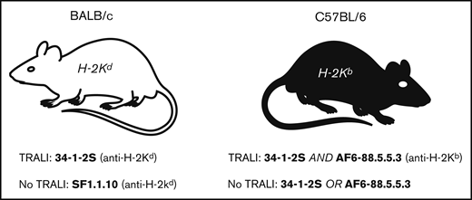 Overview of IgG2a anti-MHC class I antibodies that either cause TRALI or are unable to cause TRALI in mice. BALB/c (left) and C57BL/6 (right) mice are depicted. Notably, a higher dose of 34-1-2S, compared with AF6-88.5.5.3 (10:1), is required to obtain TRALI in C57BL/6 mice. Antibody-mediated TRALI induction or resistance is based on published literature, as indicated in the text.