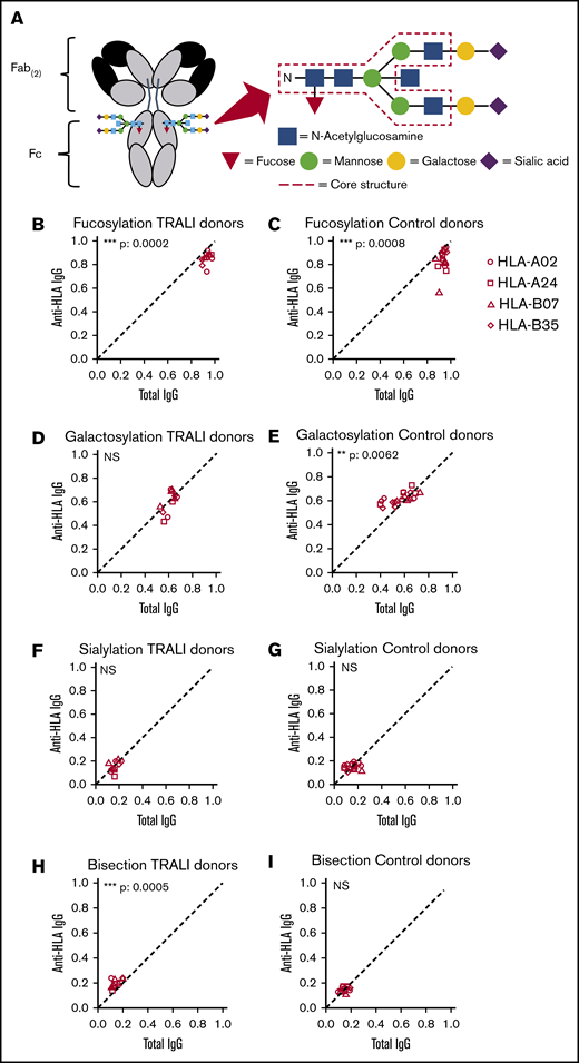 Anti-HLA Fc Asparagine (N)-297-linked glycan structures are similar in TRALI donors compared with control donors. (A) The conserved IgG-Fc glycan core structure consists of a bi-antennary glycan core of GlcNAc and mannose. In addition, glycans can be variably present such as fucose, galactose, sialic acid, and bisecting GlcNAc. Relative expression levels of major IgG-Fc Asn297 glycoforms for both total anti-HLA IgG1 (x-axis) and antigen-specific HLA IgG1 (y-axis) for 11 TRALI donor samples (B,D,F,H) and 20 control donor samples (C,E,G,I). HLA specificities include HLA-A02 HLA-A24, HLA-B07, and HLA-B35. Samples were analyzed for Fc fucosylation (B-C), galactosylation (D-E), sialylation (F-G), and bisection (H-I). The statistical outcome between 2-tailed paired Student t test analysis of total IgG1 vs specific antibodies is listed in each panel. The diagonal, dotted line represents the equal ratio between total IgG1 and the specific antibody. **P < .01, ***P < .001.