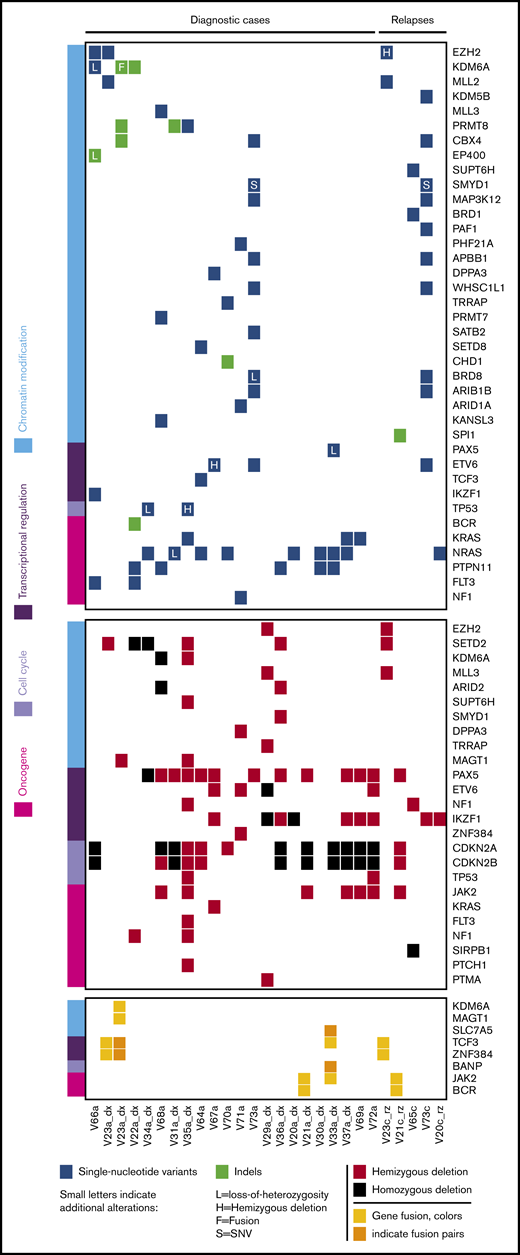 Whole-exome and transcriptome sequencing identified frequent deletions in PAX5, IKZF1, CDKN2A/B and mutations in epigenetic regulators in VNN2+patients. Whole-exome sequencing was performed in 27 VNN2+ patient samples (22 diagnosis, 5 relapse), and transcriptome sequencing was performed in 16 VNN2+ patient samples (13 diagnosis, 3 relapse). Details about sample selection are described in supplemental Figure 4. Sample identifiers are shown at the bottom of the figure. «V_a» indicates samples at diagnosis, and «V_c» indicates samples at relapse. Samples in which transcriptome sequencing was performed can be identified by an additional «_dx» or «_rz» at the end of the identifier. dx, diagnosis; rz, relapse.