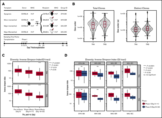 TCR clone numbers and reduced diversity posttransplantation. (A) Schematic diagram of hematopoietic transplantation and sampling of gut tissues and T cells for TCR repertoire analysis. Four different mice strains (C57BL/6, BALB.B, B10.BR, and BALB/c) received hematopoietic stem cell transplantation from the same donor graft (C57BL/6) to evaluate T-cell reconstitution. Donor GI tract tissues and graft T cells were harvested on pretransplant day 0, and recipient tissues were sampled on posttransplant days 9 to 11 (Phase I) and days 18 to 32 (Phase II). (B) TCRA and TCRB repertoire capture. Total and distinct productive clonal sequence counts for all GI samples from all experiments are shown. (C) General trend of TCRA and TCRB diversity across all transplant and recipient groups. Significantly decreased diversity was observed in the GI tract after transplantation, which increased over time (95% confidence interval, ANOVA). (D) Diversity of the TCRA and TCRB repertoire according to mismatch recipient group. Although syngeneic recipients and minor mismatch recipients trended toward decreased diversity over time, major mismatch recipients exhibited statistically decreased diversity (pooled from 5 separate experiments, 2-tailed Student t test). Recip, recipient; tx, transplantation.