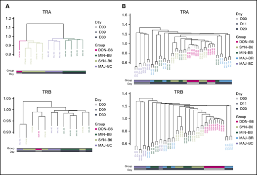 Cluster analysis using the Hellinger distance generally recapitulates transplant recipient grouping. (A) Comparison of 3 recipient transplant and donor T-cell graft groups. The GI tract repertoire were compared between and across recipient groups restricted to syngeneic (C57BL/6), minor mismatch (BALB.B), and major mismatch (BALB/c) to obtain Hellinger distances that were then used to create a cluster (method) using the donor graft repertoire as an outgroup for TCRA (upper panel) and TCRB (lower panel). Results are from 1 representative experiment. (B) Comparison of 4 recipient and the donor GI tract groups. The Hellinger distance was obtained compared across each individual mouse in each individual group and used to generate an unbiased cluster. In both analyses, the syngeneic GI repertoire more closely associates with donor TCR.