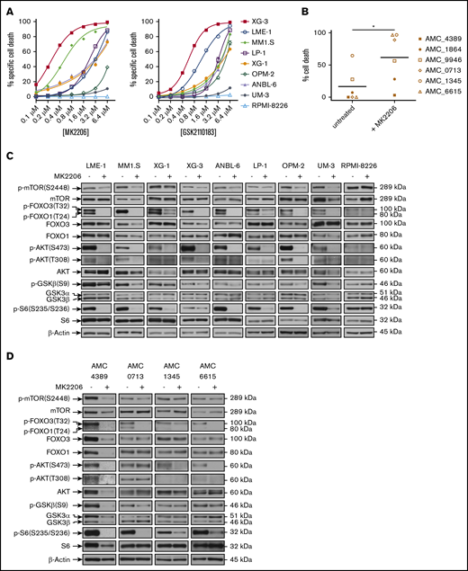 AKT signaling is required for the survival of MM cells. (A) Percentage of specific cell death of HMCLs (n = 9) treated with increasing concentrations of the adenosine triphosphate–competitive AKT inhibitor GSK2110183 (afuresertib) (left panel) and the allosteric AKT inhibitor MK2206 (right panel) for 3 days. Specific cell death was calculated based on 7-AAD viability dye staining and flow cytometry. Mean values of 3 independent experiments are shown. (B) Percentage of cell death of primary MM plasma cells from patients (n = 6) treated with 2.5 μM MK2206 AKT inhibitor for 3 days. Specific cell death was calculated based on 7-AAD viability dye staining and flow cytometry. Means of 3 technical replicates are displayed (Wilcoxon signed-rank test, *P < .05). (C) Immunoblot analysis of protein expression in AKT-inhibitor treated HMCLs LME-1, MM1.S, XG-1, XG-3, ANBL-6, LP-1, OPM-2, UM-3, and RPMI-8226. Cells were serum starved for 1 hour, after which they were incubated in medium containing 10% FCS with or without 2.5 μM MK2206 for 2 hours. Shown are the indicated proteins; β-actin was used as a loading control. Representative immunoblot of at least 2 independent experiments is shown. (D) Immunoblot analysis of protein expression in primary MM patient plasma cells (n = 4) serum starved for 1 hour, after which they were incubated in medium containing 10% FCS with or without 2.5 μM MK2206 for 2 hours. Shown are the indicated proteins; β-actin was used as a loading control.