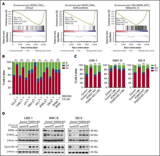 FOXO activation impairs proliferation of MM cells. (A) GSEA enrichment plots show a significant depletion of cell cycle and proliferation-associated gene sets in WT “cas9 only” (WT) clones treated for 20 hours with 2.5 μM MK2206 (‘WTMK’; left side of the plots) vs MK2206-treated FOXO knockout clones and untreated WT and FOXO knockout clones (‘REST’; right side of the plots). For GSEA, GEP datasets from the LME-1, MM1.S, and XG-3 HMCLs were combined. False discovery rate (FDR), enrichment score (ES), normalized enrichment score (NES), and P values are indicated in the enrichment plots. (B) Bromodeoxyuridine incorporation cell cycle analysis of HMCLs (n = 8) treated for 20 hours with 2.5 μM MK2206. Bromodeoxyuridine incorporation and DNA content were assessed by using flow cytometry. Sub-G1 phase (dead) cells were excluded from the analysis. Percentages of cells in the G1, S, and G2 phases of the cell cycle are depicted. Statistical analysis (1-way analysis of variance with Fisher's least significant difference posttest) was performed on the percentages of cells in S phase (*P < .05, **P < .01, ***P < .001). The mean values of 3 experiments are depicted. (C) AKT inhibition leads to a FOXO-dependent G1 phase arrest. Cell cycle analysis of LME-1, MM1.S, and XG-3 HMCLs and their respective FOXO1 or FOXO3 knockout clones were treated for overnight with 2.5 μM MK2206 (MK). Percentages of cells in the G1, S, and G2 phases of the cell cycle are depicted. Statistical analysis (1-way analysis of variance with Bonferroni’s multiple comparison test) was performed on the percentages of cells in S phase compared with untreated control clones (***P < .001, ****P < .0001). The mean values of 3 experiments are depicted. (D) Immunoblot analysis of cell cycle and proliferation-associated proteins in LME-1, MM1.S, and XG-3 control clones and their respective FOXO1 or FOXO3 knockout clones treated overnight with increasing concentrations of 0/0.5/2.5 μM MK2206. β-actin was used as loading control.