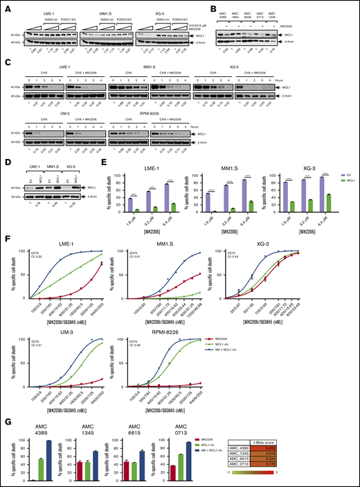 AKT inhibition in MM cells leads to the FOXO/GSK3-mediated MCL1 down-modulation resulting in cell death. (A) Immunoblot analysis of MCL1 protein expression in WT “cas9 only” clones treated overnight with increasing concentrations of MK2206 (0, 0.5, 2.5 μM) with or without 1 μM GSK3 inhibitor (GSK3 inh.) CHIR99021, and in MK2206-treated (0, 0.5, 2.5 μM) FOXO1 or FOXO3 knockout HMCLs. (B) Immunoblot analysis of MCL1 protein expression in primary MM patient plasma cells (n = 5) treated overnight with or without 2.5 μM MK2206. (C) Immunoblot analysis of MCL1 protein stability in HMCLs (n = 5) after cycloheximide (CHX) treatment (200 µg/mL), with or without pretreatment of 2.5 µM MK2206 for 12 hours. Cells were treated with CHX as indicated by depicted time points. (D) Immunoblot analysis of MCL1 protein expression in HMCLs (n = 3) overexpressing MCL1. HMCLs expressing empty vector (EV) were used as controls. β-actin was used as loading control. (E) MCL1 overexpression rescues AKT inhibitor-induced cell death. HMCLs overexpressing MCL1 (n = 3) were cultured for 3 days with various concentrations of MK2206 (1.6, 3.2, 6.4 µM). HMCLs transduced with EV were used as controls. Specific cell death was assessed by 7-AAD viability dye staining and flow cytometry. Mean ± SEM of 3 independent experiments are shown (****P < .0001; 1-way analysis of variance with Bonferroni’s multiple comparison test). (F) Inhibition of AKT sensitizes HMCLs (n = 5) to MCL1 inhibitor–induced cell death. Cells were treated for 3 days with various concentrations of MK2206 and MCL1 inhibitor (MCL1 inh.) S63845, as indicated on the x-axis of the graphs. Percentages of specific cell death are depicted. Mean ± SEM values of 3 experiments are shown. Chou-Talalay combination index (CI) values at ED75 (effective dose causing 75% cell death) are indicated in the graphs. (G) Inhibition of AKT potentiates for MCL1 inhibitor–induced cell death in primary patient plasma cells (n = 4). Cells were treated for 3 days with a concentration of MK2206 and S63845 (2.5 µM MK2206, 100 nM S63845 for AMC_4389, 100 nM MK2206, 4 nM S63845 for AMC_1345 and AMC_6615, and 500 nM MK2206, 20 nM S63845 for AMC_0713) either as single drug or a combination. Mean ± SEM values of 3 technical replicates are shown. The ΔBliss score was calculated by subtracting the predicted cell death (Bliss) from the actual observed effect of the combined inhibitors; −1 indicates an antagonistic effect and +1 indicates a synergistic effect.