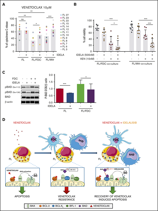 Idelalisib bypasses microenvironment-derived resistance to venetoclax. (A) FL cells from monocultures (FL) or FL-FDC and FL-Mϕ cocultures treated with or without idelalisib (500 nM, 24 hours) were permeabilized and incubated for 1 hour with 10 μM venetoclax fixed/stained for intracellular cytochrome C and evaluated by flow cytometry as a read-out of apoptosis priming (n = 13). (B) Cell viability (AnnexinV−/7AAD−) was assessed in FL cells from FL-FDC and FL-Mϕ with and without idelalisib (500 nM) and with and without venetoclax (10 nM) after 72 hours of treatment (n = 8). (C) FL cells from monocultures or FL-FDC cocultures (n = 3) with or without idelalisib (IDELA, 500 nM, 3 hours) were lysed, and the phosphorylation of BAD at Ser112 and Ser136 was analyzed by Peggy Sue simple Western blotting and quantified by densitometry. Images from a representative case (FL3) are shown. (D) Rational of venetoclax PI3Kδ combined therapy in FL. *P < .05, **P < .01, ***P < .001.