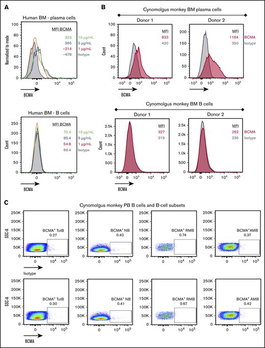 BCMA is expressed on human and cynomolgus monkey BM plasma cells but not on B cells. Flow cytometry histogramsdepicting cell surface BCMA expression levels on plasma cells and CD20+ B lineage cells from human (A) and cynomolgus monkey (B) BM. Concentrations of anti-BCMA antibody tested and corresponding mean fluorescence intensity (MFI) values are indicated. (C) Flow cytometry pseudocolor plots representing BCMA expression on cynomolgus monkey PB total B cells (TotB), naive B cells (NB), resting memory B cells (RMB), and activated memory B cells (AMB), stained with isotype control (upper panels) or BCMA antibody (lower panels). Plots are representative of 2 donors. (D) T-cell activation shown as CD69+ percentage of CD8+ cells (left panel) and autologous depletion of CD40+ B cells shown as percentage of control (right panel) in cynomolgus monkey whole blood incubated with a negative control HLE BiTE molecule, tool CD20 BiTE molecule, or AMG 701 for 48 hours. Each line represents 1 donor.