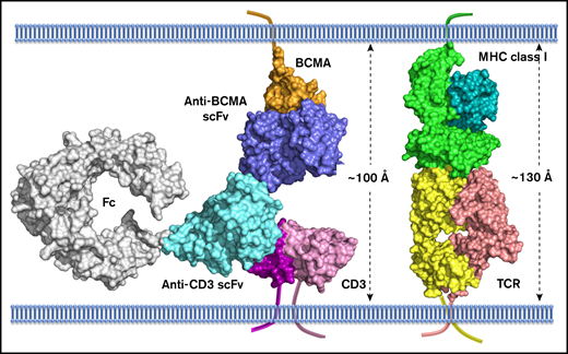 Computational model of extracellular BCMA domain in complex with AMG 701. All proteins are shown in surface representation. BCMA, orange; CD3, magenta and pink; anti-BCMA scFv, blue; anti-CD3 scFv, cyan; Fc, gray; MHC class I, dark cyan and light green; TCR, yellow and salmon. The transmembrane anchor is shown as a ribbon.