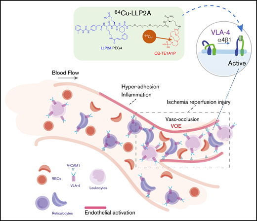 Rationale for PET imaging of VLA-4 as a biomarker of hyper-adhesion. The PET tracer 64Cu-CB-TE1A1P-PEG4-LLP2A binds specifically to the active conformation of VLA-4. VLA-4 is expressed on leukocytes and reticulocytes and contributes to vaso-occlusion.12-14,41,48