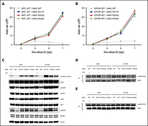 The Jak2S523L mutation causes IL-3–independent growth in Ba/F3 cells expressing EPOR through Jak2/Stat5 activation by impairing phosphorylation of S523, a negative regulatory site for Jak2. (A) Ba/F3 cells transduced with MPL and either Jak2 WT, Jak2S523L, Jak2V617F, or Jak2K539L were grown in the absence of IL-3. Results of 3 independent experiments are depicted as means ± standard errors of the mean. (B) Ba/F3 cells transduced with EPOR and either Jak2 WT, Jak2S523L, Jak2V617F, or Jak2K539L were grown in the absence of IL-3. Results of 3 independent experiments are depicted as means ± standard deviations. (C) WB analysis of Jak2/Stat5, Akt and mitogen-activated protein kinase (Mapk) signaling in Ba/F3-MPL or Ba/F3-EPOR cells transduced with Jak2 WT, Jak2S523L, Jak2V617F, or Jak2K539L. (D-E) Lysates from Ba/F3 cells were immunoprecipitated (IP) with total Jak2 antibody and analyzed by WB using antibodies for pS523 and pY570, respectively.
