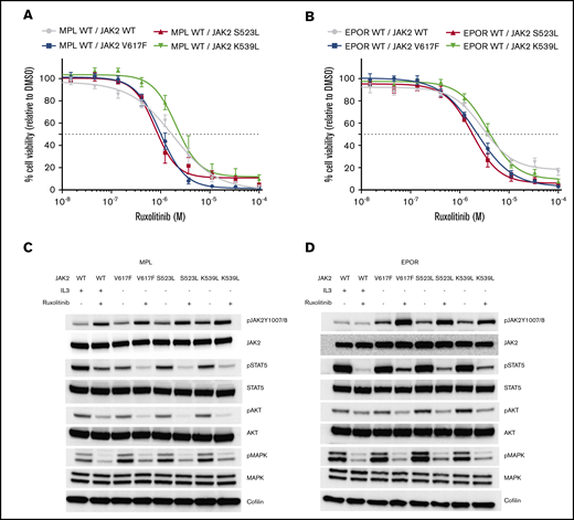 Jak2S523L-expressing Ba/F3 cells coexpressing EPOR or MPL cells are sensitive to treatment with ruxolitinib. (A) Proliferation with increasing concentration of ruxolitinib relative to proliferation in the presence of dimethyl sulfoxide (DMSO) control is depicted for Ba/F3 cells transduced with MPL coexpressing either Jak2 WT, Jak2S523L, Jak2V617F, or Jak2K539L. Data are depicted as means ± standard errors of the mean (SEMs). (B) Proliferation with increasing concentration of ruxolitinib relative to proliferation in the presence of DMSO control is depicted for Ba/F3 cells transduced with EPOR coexpressing either Jak2 WT, Jak2S523L, Jak2V617F, or Jak2K539L. Data are given as means ± SEMs. (C) WB analysis. Ruxolitinib treatment for 4 hours at 1 µM inhibits pStat5, pAkt, and phosphorylated mitogen-activated protein kinase (pMapk) signaling in Ba/F3 cells transduced with MPL coexpressing either Jak2 WT, Jak2S523L, Jak2V617F, or Jak2K539L. (D) WB analysis. Ruxolitinib treatment for 4 hours at 1 µM inhibits pStat5, pAkt, and pMapk signaling in Ba/F3 cells transduced with EPOR coexpressing either Jak2 WT, Jak2S523L, Jak2V617F, or Jak2K539L.
