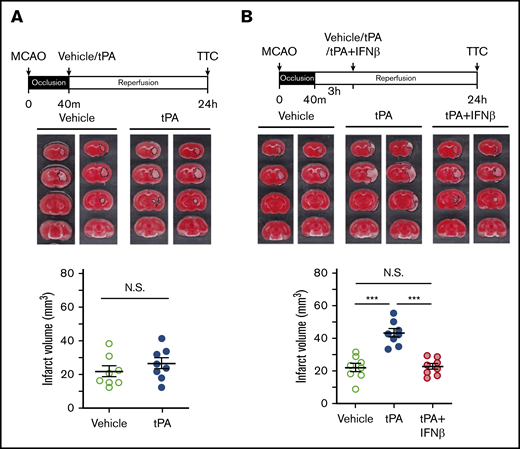 Delayed but not early tPA treatment exacerbates ischemic brain injury. (A) Mice were subjected to 40-minute occlusion and administered vehicle or tPA at 40 minutes postinjury (n = 8 per group). (B) Mice subjected to 40-minute occlusion were administered vehicle or tPA in the presence or absence of IFNβ at 3 hours postreperfusion (n = 8 per group). 24 hours after disease onset, ischemic brains were harvested and subjected to TTC staining. Two representative TTC-stained brain samples of each group are shown. The infarct volume of ischemic brains was also measured. ***P < .001 by 1-way analysis of variance (ANOVA). Not significant (N.S.) by unpaired Student t test (A) or 1-way ANOVA (B).
