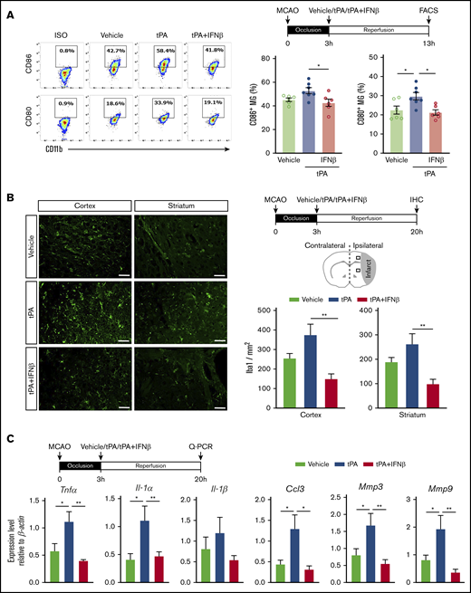 IFNβ alleviates neuroinflammation in delayed tPA–treated ischemic stroke. Mice were subjected to 3-hour MCAO followed by IV administration of vehicle, tPA, or tPA plus IFNβ. (A) At 13 hours postinjury, mononuclear cells were isolated from the ischemic brain of vehicle-, tPA-, and tPA plus IFNβ-treated MCAO mice (n = 6-7 per group), and the isolated cells were then stained with antibodies of CD45, CD11b, CD80, and CD86 followed by FACS analysis. MG were determined based on their expression of CD45intCD11b+, and MG with positive expression of CD80 and CD86 were then determined. Isotype controls (ISO) were used as a negative control to determine positive expression of CD80 or CD86. (B) At 20 hours postinjury, the brain tissues harvested from vehicle-, tPA-, and tPA plus IFNβ-treated MCAO mice were subjected to immunohistochemistry (IHC), and Iba1+ cells in the ipsilateral cortex and striatum of periinfarct regions were quantified (n = 6 per group). Scale bars, 50 µm. (C) The brain tissues were also subjected to quantitative polymerase chain reaction (Q-PCR) analysis for IL-1α, IL-1β, TNFα, CCL3, MMP3, and MMP9 messenger RNA expression (n = 5-8 per group). *P < .05 by 1-way ANOVA, **P < .01 by Kruskal-Wallis test (B) or 1-way ANOVA (C).