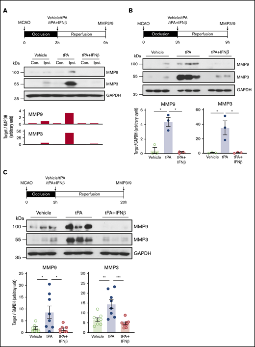 IFNβ suppresses tPA-enhanced MMP3 and MMP9 expression in the ischemic brain. Mice were subjected to 3-hour MCAO followed by vehicle, tPA, or tPA plus IFNβ administration. (A) At 9 hours postinjury, the ischemic brains were harvested and separated into the contralateral and ipsilateral hemispheres followed by western blot analysis. The representative results of MMP9 and MMP3 expression in the contralateral (Con) and ipsilateral (Ipsi) hemispheres of vehicle-, tPA-, and tPA plus IFNβ-treated MCAO mice are shown. (B) At 9 hours postinjury, MMP3 and MMP9 expression in the ipsilateral hemisphere of vehicle-, tPA-, and tPA plus IFNβ-treated MCAO mice (n = 3 per group) was measured by western blots. Statistical analysis was based on the comparison between vehicle and tPA or tPA and tPA plus IFNβ. (C) At 20 hours postinjury, the ipsilateral hemisphere of vehicle-, tPA-, and tPA plus IFNβ-treated MCAO mice was harvested and subjected to western blot analysis for MMP3 and MMP9 expression. The representative results of MMP9 and MMP3 expression in the ipsilateral hemisphere of vehicle-, tPA-, and tPA plus IFNβ-treated MCAO mice are shown (n = 3 per group), and the level of MMP9 and MMP3 expression was also quantified (n = 8 per group). *P < .05 by Kruskal-Wallis test (B) or 1-way ANOVA (C), **P < .01, ***P < .001 by 1-way ANOVA. GAPDH, glyceraldehyde-3-phosphate dehydrogenase.