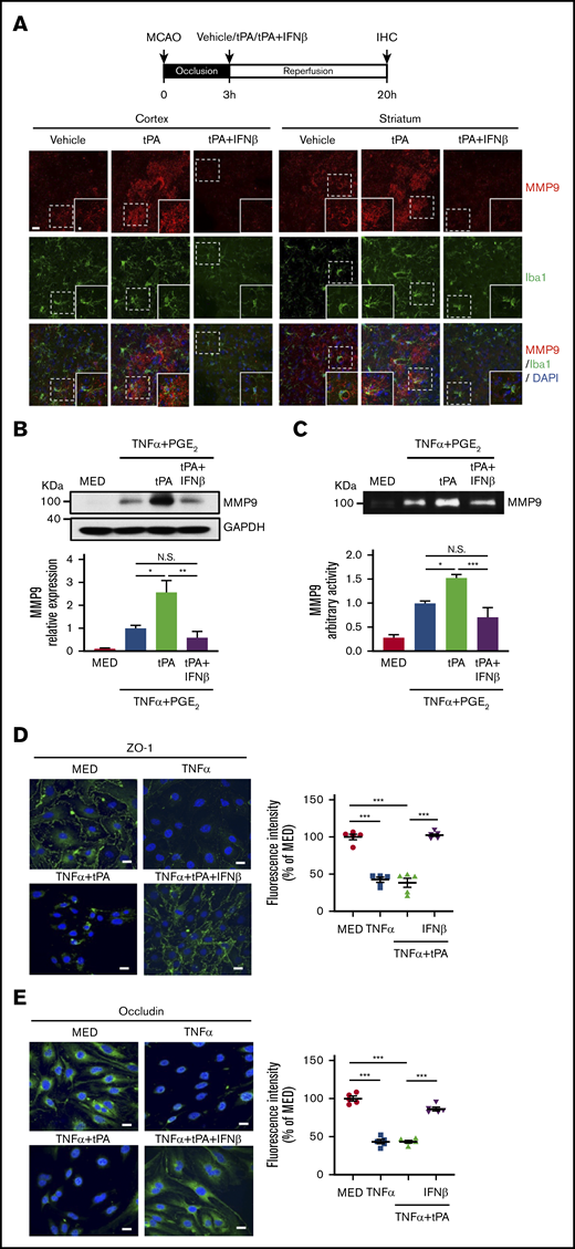 IFNβ inhibits MMP9 production in MG and attenuates TJP degradation in brain endothelial cells. (A) Mice were subjected to 3-hour MCAO followed by vehicle, tPA, or tPA plus IFNβ administration. At 20 hours postinjury, the ischemic brains were harvested and subjected to IHC analysis for MMP9 and Iba1 expression (n = 5 per group). The representative confocal images of the cortex and striatum of ipsilateral hemisphere of vehicle-, tPA-, and tPA plus IFNβ-treated MCAO mice are shown. Scale bar, 20μm (5 μm in magnified boxes). (B) Primary MG were treated with 20 ng/mL of TNFα plus 10−6 M PGE2 or TNFα plus PGE2 plus tPA (10 µg/mL) in the presence or absence of IFNβ (1000 U/mL) for 24 hours. Cells were then collected and subjected to western blots to measure MMP9 expression (n = 5 per group). (C) Supernatants were collected and subjected to gelatin zymography to determine MMP9 activity (n = 5 per group). (D-E) bEnd.3 cells were treated with TNFα (50 ng/mL in panel D and 100 ng/mL in panel E) or TNFα plus tPA (10 µg/mL) in the presence or absence of IFNβ (1000 U/mL). 24 hours later, cells were subjected to immunocytochemistry for ZO-1 and occludin expression. The representative confocal images are shown, and the fluorescence intensity of ZO-1 and occludin was also quantified (n = 5). Scale bars, 20 μm. *P < .05, **P < .01, ***P < .001 by 1-way ANOVA. N.S., no significant difference by 1-way ANOVA.