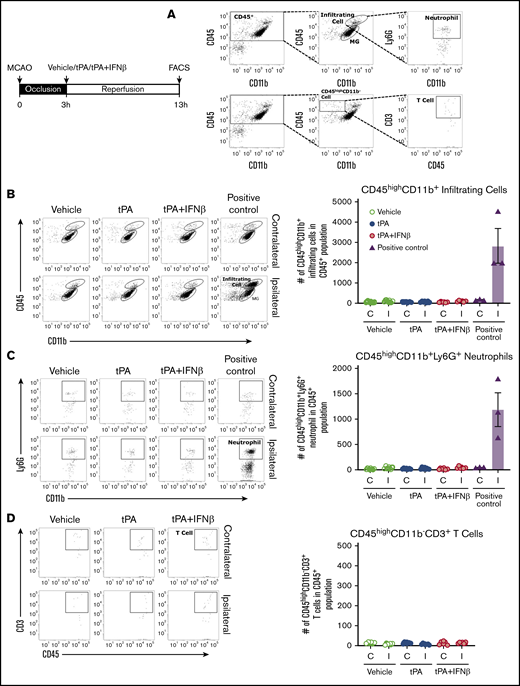 Peripheral immune cells may participate to a lesser extent in delayed tPA–exacerbated brain injury during the early phase of ischemic stroke. Mice were subjected to 3-hour MCAO followed by vehicle, tPA, or tPA plus IFNβ administration (n = 6-7 per group) or subjected to 40-minute MCAO as positive control (n = 3). Three-hour MCAO mice administered vehicle, tPA, or tPA plus IFNβ were euthanized at 13 hours postinjury, and 40-minute MCAO mice were euthanized at 48 hours postinjury. The ischemic brains were harvested and subjected to mononuclear cells isolation. The isolated mononuclear cells were then subjected to staining with antibodies against CD45, CD11b, Ly6G, and CD3 followed by FACS analysis. (A) The infiltrating myeloid immune cells were determined based on their expression of CD45hiCD11b+, and neutrophils were determined based on their positive expression of Ly6G within the population of CD45hiCD11b+ cells. T cells were determined based on their positive expression of CD3 within the population of CD45hiCD11b− cells. The numbers of total infiltrating myeloid immune cells (B), neutrophils (C), and T cells (D) in the contralateral and ipsilateral hemispheres of ischemic brains were analyzed. C, contralateral hemisphere; I, ipsilateral hemisphere.
