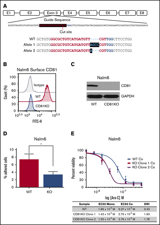 CD81 mediates cell adhesion and BMC in ALL. (A) CRISPR guide sequence within the targeted exon 3 of CD81 gene in Nalm6 is shown. The biallelic mutant clone had 4-bp insertion in 1 allele and 1-bp insertion in the other, each generating a premature stop codon. (B) Flow cytometry analysis of CD81 surface expression in WT and CD81KO Nalm6 cells. (C) Western blot analysis of CD81 in WT and CD81KO Nalm6 cell lysates. GAPDH was used as a loading control. (D) Bar graph showing the average percentage of Nalm6 cells bound to Saos-2 cells with respect to input. Data from 2 independent experiments in quadruplicates is plotted. Error bar signifies standard deviation of the mean. *P < .05. (E) Nalm6 cells were treated with Ara-C in both monoculture (mono) and coculture (co) with Saos-2 cells to determine IC50s for calculation of Drug Resistance Index (DRI) from 3 independent experiments. The coculture curves for WT and CD81KO are shown for reference.