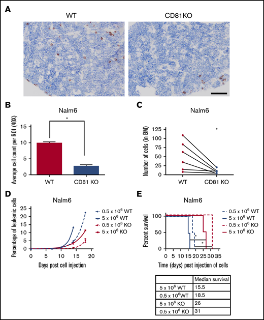 CD81KO cells exhibit deficiency in homing and engraftment in vivo. (A) Representative images of mouse femurs harvested 3 days postinjection (10 × 106 of Nalm6 cells) in NSG-SM3 mice and stained using anti-human mitochondria antibody to detect the presence of leukemic cells (brown). Scale bar, 100 μm. (B) Individual stained cells were counted in 6 images from each mouse femur in the cohort (n = 2) to quantitate the presence of human cells. Mean ± standard deviation was plotted. *P < .01. (C) For competitive homing assay, equal numbers of WT (VPD450 stained) and CD81KO (CFSE stained) Nalm6 cells were coinjected into mice. After 72 hours, femurs were harvested and flushed (n = 6). Absolute counts of CFSE+ CD81KO cells and VPD450+ WT Nalm6 cells in each femur were detected by flow cytometry. Connecting lines comparing the absolute counts of each cell type within a single femur indicate paired data. A paired Student t test was calculated. *P < .05. Plots presented in supplemental Figure 5. (D) Peripheral blood monitoring of human CD10+ leukemic cells in a separate cohort of NSG-SGM3 mice transplanted with 0.5 × 106 or 5 × 106 cells. (E) Kaplan-Meier survival plot shows NSG-SGM3 mice xenografted with CD81KO Nalm6 cells live significantly (*P < .05) longer than WT cell-transplanted mice.