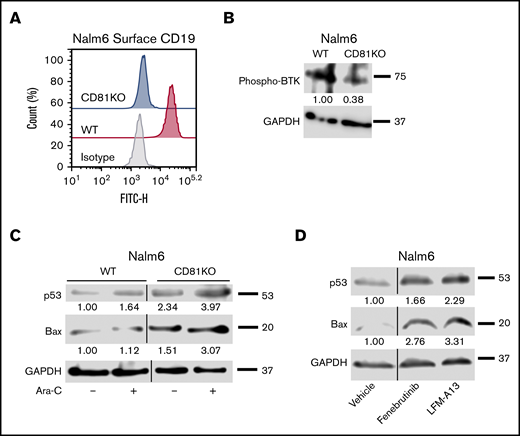 CD81KO cells have diminished CD19 surface expression and disruption of BTK signaling. (A) Flow cytometry plot overlays showing the Nalm6 surface expression of CD19 in CD81KO compared with WT. Isotype control antibody plot is included for reference. Representative plot of 3 independent trials is shown. (B) Western blot analysis of phosphorylated BTK in CD81KO Nalm6 cells compared WT after 4 hours of serum starvation. (C) Western blot analysis of p53 and Bax in untreated and Ara-C-treated CD81KO Nalm6 cells compared with untreated and Ara-C-treated WT cells. (D) Western blot analysis of p53 and Bax in WT Nalm6 cells in monoculture treated with fenebrutinib (25 nM) or LFM-A13 (10 μM) for 16 hours. (B-D) Representative blots of 3 independent trials are shown. Numbers below the blot indicate average fold change of protein normalized to GAPDH (loading control) with respect to control (assigned value = 1.00) from 3 independent experiments.