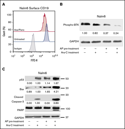 Aza/pano pretreatment modulates CD19 surface expression through CD81 modulation and disrupts BTK-mediated prosurvival signaling. (A) Flow cytometry plot overlays showing the surface expression of CD19 in aza/pano-treated Nalm6 cells compared with untreated. Isotype control antibody plots are included for reference. Representative plots of 3 independent trials are shown. (B-C) Western blot analysis of phosphorylated BTK, p53, Bax, caspase-3 and PARP in WT, WT pretreated with aza/pano for 48 hours and/or treated with Ara-C for 16 hours in coculture with Saos2. Nalm6 cells collected from coculture were confirmed to be a pure leukemic cell population (>99%) and all viabilities following treatment were >70%. The numbers below the blots indicate average fold change of protein normalized to GAPDH (loading control) with respect to control (assigned value = 1.00) from 3 independent experiments.