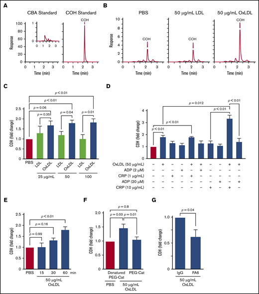 Platelet CD36 signaling generates H2O2. (A) HPLC chromatograms of 5 µM CBA or COH standards. (B) Representative HPLC chromatograms of COH accumulation by oxLDL-, LDL-, and PBS-treated platelets. (C) OxLDL in a concentration-dependent manner promotes H2O2 accumulation. Human platelets (6 × 108/mL) were preloaded with 10 µM CBA followed by stimulation with 25, 50, or 100 µg/mL lipoprotein for 60 minutes. Platelets were lysed, and COH was extracted for HPLC analyses. (D) oxLDL/CD36 signaling synergistically promotes H2O2 generation by the GPVI pathway. Human platelets (6 × 108/mL) were preloaded with 10 µM CBA followed by pretreatment with or without 50 µg/mL oxLDL for 60 minutes before further activation with 2 µM or 20 µM ADP, and/or 1 µg/mL or 10 µg/mL collagen-related peptide (CRP) for 15 minutes. Platelets were lysed, and COH was extracted for HPLC analyses. (E) oxLDL promotes H2O2 accumulation over time. Human platelets (6 × 108/mL) were preloaded with 10 µM CBA followed by stimulation with PBS or 50 µg/mL oxLDL for up to 60 minutes. Platelets were lysed, and COH was extracted for HPLC analyses. CBA oxidation by oxLDL signaling is through CD36 and H2O2. Human platelets (6 × 108/mL) were preloaded with 1000 U/mL denatured (“boiled”) PEG-catalase or functional PEG-catalase (PEG-Cat) (F) or pretreated with 1 µg/mL IgG or FA6-152 monoclonal antibody (FA6) (G) for 15 minutes, followed by 50 µg/mL oxLDL stimulation for 60 minutes. P values were determined by 1-way analysis of variance with Dunnett’s post hoc analysis (C,E,F), the paired Student t test (G), and 1-way analysis of variance with Tukey’s post hoc analysis (D). P = .66 for 25 µg/mL LDL vs PBS; P = .88 for 50 µg/mL LDL vs PBS (C); and P > .99 for 100 µg/mL LDL vs PBS. N ≥ 4 separate donors (C-D,F), and 3 separate donors (E,G). Data are expressed as mean ± SEM.