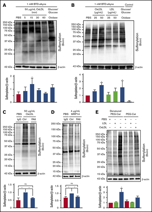 OxLDL/CD36–mediated H2O2generation promotes protein sulfenylation in platelets. OxLDL promotes protein sulfenylation over time (A) and in a concentration-dependent manner (B). (A-B) Human platelets (3 × 108/mL) were pretreated with 1 mM alkyne-containing benzothiazine-based probe (BTD-alkyne) for 15 minutes, followed by stimulation with 50 µg/mL oxLDL or treatment with 0.55 mM glucose and 1 U/mL glucose oxidase up to 60 minutes for a continuous low flux of H2O2 (A) or with increasing concentrations of LDL or oxLDL for 15 minutes (B). A control without BTD-alkyne was incorporated in panel B. Cysteine sulfenylation by oxLDL (C) and nonoxidized CD36 ligand MRP-14 (D) were decreased by the CD36-blocking antibody. Platelets were pretreated with 1 µg/mL nonimmunizing control antibody or the CD36-blocking monoclonal antibody FA6-152 (FA6) for 15 minutes in the presence of 0.1 mM BTD-alkyne followed by platelet activation with 50 µg/mL oxLDL (C) or 4 µg/mL MRP-14 (D) for 15 minutes. (E) Cysteine sulfenylation by oxLDL/CD36 signaling is through an H2O2-dependent mechanism. Platelets were pretreated with 1000 U/mL denatured PEG-catalase or functional PEG-catalase for 15 minutes in the presence of 0.1 mM BTD-alkyne followed by platelet activation with 50 µg/mL LDL or oxLDL for 15 minutes. In all panels, platelets were lysed with radioimmunoprecipitation assay buffer followed by modification of the alkyne of BTD-alkyne with biotin-PEG3-azide via azide-alkyne cycloaddition (click chemistry). P values were determined by 1-way analysis of variance with Dunnett’s post hoc analysis. *P < .05 compared with buffer treatment (A-B,E). *P < .05 with their respective comparisons (C-D). N = 5 separate donors (A), N = 4 separate donors (B), N = 4 separate donors (C-D), and N = 3 separate donors (E). Data are expressed as mean ± SEM. ns, not significant.
