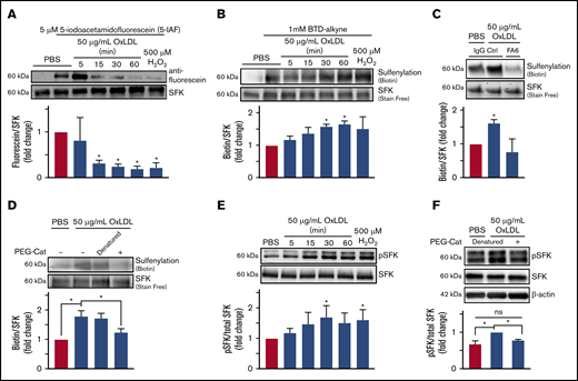 OxLDL-CD36 signaling promotes SFK cysteine sulfenylation. (A) oxLDL promotes cysteine modification of SFK in platelets. Washed human platelets (3 × 108/mL) were stimulated with buffer or 50 µg/mL oxLDL up to 60 minutes or with 500 µM H2O2 as a positive control for 15 minutes. Platelets were lysed, and unmodified cysteine thiols were alkylated with 5 µM of 5-IAF; oxidized thiols are unable to be alkylated by 5-IAF. SFK were immunoprecipitated and washed, and 5-IAF was detected by an anti-fluorescein antibody. Total SFK were detected by an anti-Src antibody. (B) oxLDL promotes SFK cysteine sulfenylation over time. (C) SFK cysteine sulfenylation by oxLDL is CD36 dependent. (D) H2O2 is the ROS downstream of CD36 that sulfenylates SFK. Washed human platelets (3 × 108/mL) were pretreated with 1 mM BTD-alkyne (B) in the presence of 1 µg/mL CD36-blocking FA6-152 (FA6) or control IgG antibody (C), or with 1000 U/mL of denatured or functional PEG-catalase (PEG-Cat) (D). The platelets were then stimulated with 50 µg/mL oxLDL up to 60 minutes (B-D), or with 500 µM H2O2 as a positive control for 15 minutes (B). Levels of SFK immunoprecipitated were assessed by UV-dependent stain-free imaging of the Bio-Rad TGX gels. (E) oxLDL/CD36 signaling promotes activation of SFK over time. (F) SFK activation by CD36 is H2O2 dependent. Washed human platelets (3 × 108/mL) were stimulated with 50 µg/mL oxLDL up to 60 minutes or with 500 µM H2O2 as a positive control (E) or with 50 µg/mL oxLDL following pretreatment with 1000 U/mL functional or denatured PEG-catalase (PEG-Cat) (F) for 15 minutes. The cells were lysed with radioimmunoprecipitation assay buffer, and phosphorylated SFK (Y416) were detected by immunoblotting. Total SFK was detected by an anti-Src antibody. P values were determined by 1-way analysis of variance with Dunnett’s posthoc analysis (A-C,E) and by 1-way analysis of variance with Tukey’s post hoc analysis (D,F). N = 3 separate donors (A-F). *P < .05 compared with buffer treatment (A-C,E). *P < .05 with their respective comparisons (D,F). Data are expressed as mean ± SEM.