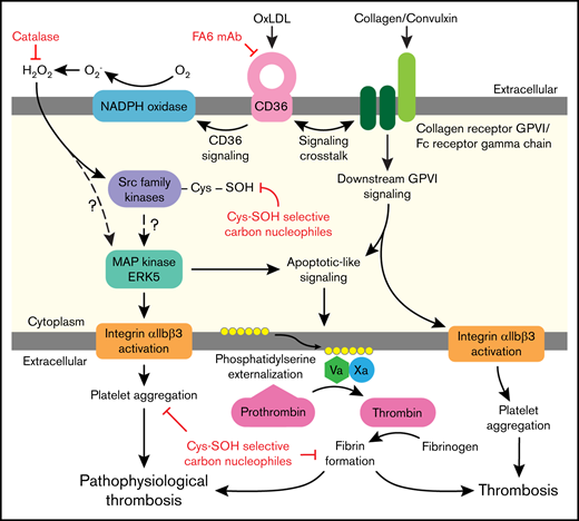 Illustration of platelet CD36 redox signaling in arterial thrombosis. Oxidized lipids are recognized by scavenger receptor CD36 on the platelet surface. CD36 signal transduction leads to H2O2 generation from NADPH oxidase. H2O2 promotes oxidative cysteine modification of cellular regulators of platelet activation, including SFK. Specifically, SFK cysteines undergo sulfenylation, which is a potential mechanism for activation of redox-sensitive MAPK ERK5. ERK5 links platelet CD36 signaling to 2 functional phenotypes: (1) platelet aggregation mediated by integrin αIIbβ3; and (2) procoagulant PSer externalization required for assembly of the prothrombinase complex to form fibrin from activated thrombin. The CD36 signaling pathway also cross talks with the collagen receptor GPVI pathway to augment PSer externalization. This redox-regulated CD36 signaling pathway promotes pathophysiologic thrombosis in dyslipidemia. In the absence of CD36 signaling, collagen-mediated GPVI activation promotes platelet integrin αIIbβ3 activation and procoagulant PSer externalization during thrombosis.