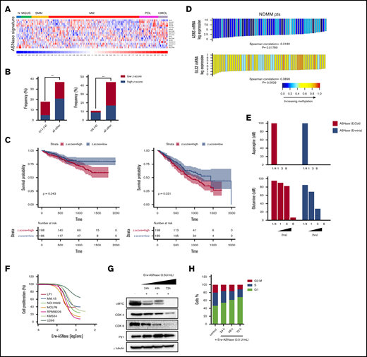 Metabolic landscape provides the biological rationale for amino acid–depletion therapies in MM. (A) Heat map showing expression levels for the probe sets corresponding to ASNase signature defined by Sugimoto et al36 in plasma cells from patients with monoclonal gammopathy of undetermined significance (MGUS), smoldering MM (SMM), active disease (MM), and plasma cell leukemia (PCL), as well as in HMCLs compared with normal plasma cells (accession numbers GSE66293 and GSE47552). The color scale spans the relative gene expression changes standardized on the variance. (B) Bar graph showing the frequency of primary patient MM samples included in GSE66293 with t(11;14) (left panel) and t(4;14) (right panel) displaying ASNase high vs low signature. The P value was calculated using Fisher’s exact test. (C) Kaplan-Meier survival curves on OS (left panel) and PFS (right panel) data for low and high z-scores of ASNase signature MM groups from CoMMpass study. Log-rank test P values and MM patients are stratified in each group, according to their risk at the time of diagnosis. (D) Waterfall plots showing ASNS and GLS2 mRNA levels related to their DNA methylation in MM patients.27 Each bar represents a tumor sample. The P values were calculated based on the Spearman correlations test (2-sided). Red indicates expression above the median, and blue indicates expression below the median. (E) Asn (upper panel) and Gln (lower panel) concentration, as measured in conditioned media collected at each time point from RPMI-8226 cells treated with 0.3 U/mL E coli ASNase or Erw-ASNase. Amino acid concentration was normalized to relative control. (F) Drug effects on the indicated MM cell lines treated with increasing doses of Erw-ASNase (0.1-3 U/mL for 48 hours). (G) MM.1S cells were treated with 0.5 U/mL Erw-ASNase at indicated time. Immunoblots for cMyc, CDK4, CDK6, and p21 are shown. γ-tubulin was used as loading control. (H) Cell cycle analysis of MM.1S cells at the indicated time points following Erw-ASNase treatment (0.5 U/mL), by flow cytometry. **P < .01, unpaired Student t test.