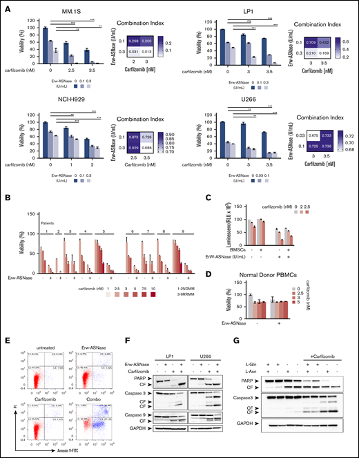 Anti-MM activity of dual Asn/Gln depletion plus Kar. MM cell lines (A) and primary CD138+ cells (NDMM and RRMM) (B) were treated with ASNase, Kar, or their combination. Cell viability was measured and presented as a percentage of control cells (untreated). Synergism was calculated by CI analysis, with heat maps depicting the CI values at increasing doses of Erw-ASNase and Kar. CIs were generated with CalcuSyn software for each drug combination. CI < 1, CI = 1, and CI > 1 denote synergism, additive effect, and antagonism, respectively. Data are mean ± SD (n = 3). (C) Viability of U266 NanoLuc+ cells treated with Erw-ASNase, Kar, or their combination for 48 hours, alone and in the presence of MM patient–derived BMSCs (gray), measured by luciferase-based luminescence assay. Data are mean ± SD in all graphs (n = 3). (D) Healthy donor PBMCs were exposed to increased doses of each drug, alone or in combination, and viability was measured using an MTS assay. (E) LP1 cells were treated with Erw-ASNase (0.5 U/mL), Kar (3 nM), or both. Apoptotic cell death was assessed by flow cytometry using annexin V and propidium iodide double staining after 48 hours. (F) Immunoblots for PARP1, caspase-3, caspase-9, and GAPDH on the indicated MM cell lines at 24 hours posttreatment with Erw-ASNase (0.5 U/mL), Kar (5 nM), or both. (G) Western blot showing that amino acid depletion recapitulates apoptotic features triggered by Erw-ASNase treatment on Kar-exposed U266 cells. Cleavage of PARP1, caspase-3, caspase-9, and GAPDH (loading control) was detected. One representative western blot of 3 is shown. **P < .01, ***P < .0001, unpaired Student t test. ns, not significant.