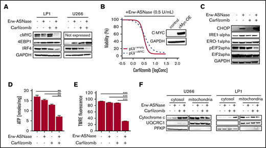 Kar combined with Erw-ASNase results in massive mitochondria impairment. (A) LP1 and U266 cells were treated with Erw-ASNase (0.5 U/mL), Kar (3 nM), or both for 48 hours. Then cells were harvested, and whole-cell lysates were subjected to immunoblot analysis using anti–c-Myc, anti-4EBP1, anti-IRF4, or anti-GAPDH (loading control). (B) Isogenic U266 cells (pLVempty) or c-Myc–overexpressing (pLVcMyc-OE) cells were treated with Erw-ASNase (0.5 U/mL), Kar (0-2 nM), or both for 48 hours. Cell viability was measured using an MTS assay and is presented as a percentage of control. Inset shows immunoblot for c-Myc protein levels in tested cell lines. (C) Western blot analysis of LP1 cells shows that 24-hour treatment with Erw-ASNase (0.5 U/mL), Kar (3 nM), or both results in ER stress pathway boosting. (D) LP1 cell line was treated with Erw-ASNase (0.5 U/mL), Kar (2 nM), or combined therapy for 48 hours. Then cells were harvested, and intracellular ATP levels were measured using a sensitive enzyme cyclic assay. All data are mean ± SD of 3 independent experiments. (E) TMRE peak M2 detects signal from polarized mitochondria upon 48 hours of drug exposure (used as single agents or in combination) in U266 cells. All data are mean ± SD of 3 independent experiments. (F) Cytochrome c release from mitochondria was assessed using western blot analysis of subcellular fractions of the indicated MM cells treated with Erw-ASNase (0.5 U/mL), Kar (3 nM), or their combination for 24 hours. Then cytoplasmic and mitochondria extracts were subjected to western blotting using the indicated antibodies. The quality check for each subcellular fraction was performed using specific cytosolic (PFKP) or mitochondrial (UQRC1) markers. **P < .01, ***P < .0001, unpaired Student t test.