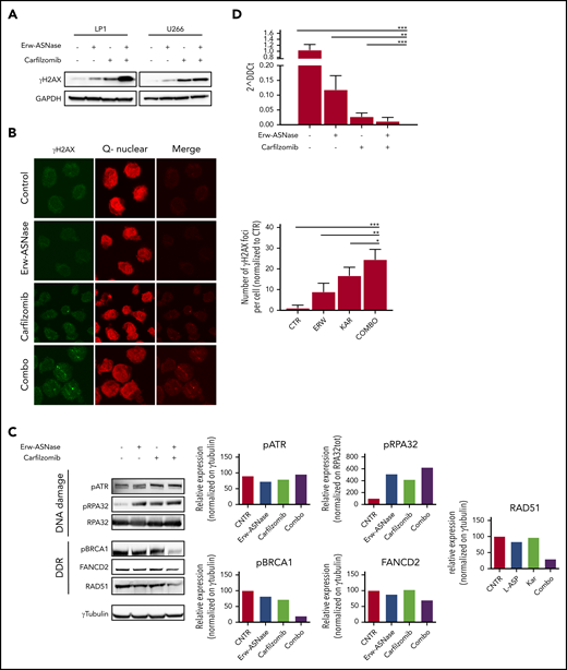 Cotreatment triggers DNA damage accumulation in MM cells. (A) Western blot analysis of γ-H2A.X in the indicated MM cell lines treated with Erw-ASNase (0.5 U/mL), Kar (3 nM), or their combination for 24 hours. GAPDH was used as loading control. (B) Immunofluorescence staining of γ-H2A.X in treated LP1 cells (left panels). The number of γH2AX foci per cell was quantified and is shown normalized to control (right panel). Magnification ×40. (C) Western blots showing DNA damage and DDR pathway deregulation of LP1 cells after drug treatment (left panels). Quantification of each signal is shown normalized to γ-tubulin as loading control (right panel). (D) HR activity of U266 after the indicated drug treatment. Cells were treated for 6 hours, nucleofected with dl1 and dl2 plasmids (250 ng each), and treated for an additional 20 hours. Next, DNA was extracted, and qPCR was performed. 2^DDCt was used to quantitate HR activity (assay vs universal mix, according to the manufacturer’s instructions). Data in panels B and D are mean ± SD of 3 independent experiments. *P < .05, ** P < .01, ***P < .0001, unpaired Student t test.