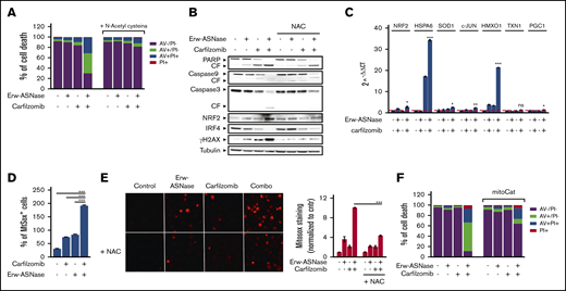 ROS mediate sensitization of Erw-ASNase–treated MM cells to Kar. (A) U266 cells were incubated or not with NAC (5 mM) for 2 hours and treated, in the presence or absence, with Erw-ASNase (0.5 U/mL), Kar (2.5 nM), or both. Cell death was assessed by flow cytometry using annexin V (AV) and propidium iodide (PI) double staining after 48 hours. One representative experiment of 3 is shown. (B) Western blot showing that NAC pretreatment (5 mM) rescues proapoptotic features triggered by Erw-ASNase treatment on Kar-exposed U266 cells. Cleavage of PARP1, caspase-3, caspase-9, NRF2, IRF4, γ-H2A.X, and GAPDH (loading control) was assessed. One representative western blot of 3 is shown. (C) qPCR analysis for oxidative stress–induced genes in U266 cells treated with Erw-ASNase (0.5 U/mL), Kar (2.5 nM), or both. The dashed red line indicates the reference level of DMSO-treated cells. (D) MitoSOX staining on U266 cells upon Erw-ASNase treatment (0.5 U/mL), with or without Kar (5 nM) treatment, was evaluated by flow cytometry 28 hours posttreatment. All data are mean ± SD of 3 independent experiments. (E) U266 cells were incubated or not with NAC (5 mM) for 2 hours and then treated, in the presence or absence of NAC, with Erw-ASNase (0.5 U/mL), Kar (3 nM), or both. Mitochondrial superoxide levels were detected by immunofluorescence 24 hours later (left panels). Signals from MitoSOX staining were quantitated with ImageJ software and normalized to control (right panel). One representative experiment of 3 is shown. Magnification ×20. (F) Cell death of mitochondria-targeted catalase (mitoCat) and empty vector–overexpressing LP1 cells treated with the indicated stimuli (0.5 U/mL Erw-ASNase and 3 nM Kar). Cell death was assessed by flow cytometry using annexin V (AV) and propidium iodide (PI) double staining after 48 hours. The percentage of early apoptotic cells (AV+/PI−) are shown as white columns; late apoptotic cells (AV+/PI+) are shown as gray columns. One representative experiment of 3 is shown. *P < .05, **P < .01, ***P < .001, Student t test.