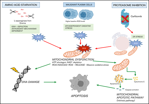 Proposed model. Amino acid starvation induced by Erw-ASNase primes MM cell vulnerability to proteasome inhibition. Mechanistically, the combination of proteasome inhibition and amino acid starvation affects the mitochondrial compartment, resulting in metabolic failure and significant ROS generation. Moreover, by leading to DNA damage, these events result in substantial MM cell death.