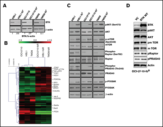 IR DLBCL cells show enhanced PI3K/AKT/mTOR signaling. (A) Western blot analyses of BTK expression in IR/PT DLBCL cells. (B) Heat maps derived from reverse-phase protein array analyses of IR/PT DLBCL pairs represent the differential expression of proteins identified by Wilcoxon rank-sum test (red indicates above median; green indicates below median). (C) Western blot analyses for AKT and mTOR and its substrates show activity in IR/PT DLBCL cell pairs. (D) Western blot analysis for AKT, mTOR, and mTOR substrates in OCI-LY10-IbR cells 48 hours after electroporation with WT-BTK or empty vector. The upregulation of BTK in resistant clones reverses AKT and mTOR activation.