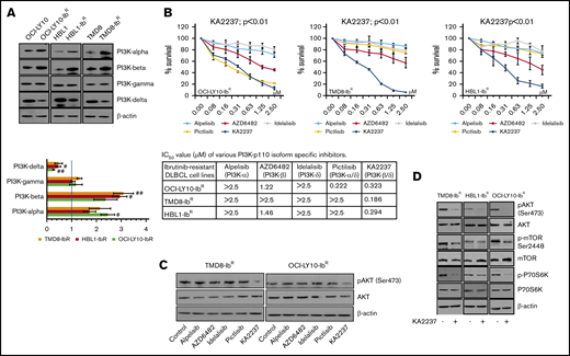PI3K inhibitors kill ibrutinib-resistant DLBCL cells. (A) Western blots and quantification of class-I sub-PI3K isoforms in IR/PT DLBCL cells. (B) Metabolic activity analysis for ibrutinib-resistant DLBCL cells treated with specific inhibitors PI3K-α (alpelisib), PI3K-β (AZD6482), PI3K-δ (idelalisib), PI3K-α/δ (pictilisib), or PI3K-β/δ (KA2237). The table shows IC50 values (µM) of inhibitors tested in ibrutinib-resistant DLBCL cells. (C) pAKT levels in ibrutinib-resistant DLBCL cells after 24 hours of treatment (50 nM) with the indicated inhibitors. (D) Western blots representing pAKT levels and activity of mTOR substrate in ibrutinib-resistant DLBCL cells after treatment with the PI3K-β/δ inhibitor (50 nM).