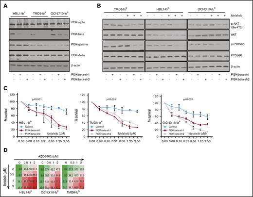 Enhanced blocking with PI3K-β and PI3K-δ inhibitors in ibrutinib-resistant DLBCL cells. (A) Knockdown of PI3K-β expression was performed in ibrutinib-resistant DLBCL cell lines by stable expression of PI3K-β isoform–specific short hairpin RNA as described in “Materials and methods.” Expression analyses of PI3K isoforms demonstrate the success of PI3K-β knockdown in ibrutinib-resistant DLBCL cell lines. (Please note that the expression of PI3K isoform shown here is for ibrutinib-resistant cells and not the parental cell line.) (B) Western blots representing pAKT levels and activity of mTOR substrate in PI3K-β knockdown ibrutinib-resistant DLBCL cells after idelalisib treatment. (C) Viability of cells treated with idelalisib after PI3K-β isoform knockdown of ibrutinib-resistant DLBCL cells was analyzed using an MTT cell proliferation assay. (D) Drug dose matrix data of ibrutinib-resistant DLBCL cells. The numbers in the matrix indicate the percentage of growth inhibition of cells treated with inhibitors (AZD6482 and idelalisib) either as single agents or in combination, relative to cells treated with control vehicle. Data were visualized over the matrix using a color scale. Unpaired Student t test was used for statistical analysis.