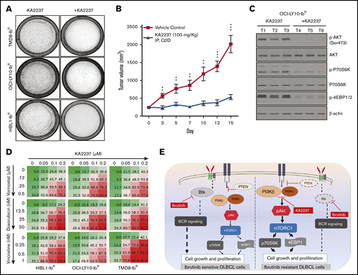 PI3K-β/δ dual inhibitor sensitized ibrutinib-resistant cells to cytotoxic effects of chemotherapeutic agents. (A) Colony formation assays were performed using ibrutinib-resistant DLBCL cells treated with KA2237. (B) OCI-LY10-IbR tumor cells suspended in a 1:1 Matrigel mixture were implanted subcutaneously into nude mice. Intraperitoneal administration of either KA2237 (100 mg/kg) or saline control was initiated every other day after tumors reached ∼300 mm3. Tumor volumes were reported for all mice for 15 days. (C) Western blot analysis for PI3K/AKT/mTOR signaling pathway from tumor lysates treated with KA2237. (D) Drug dose matrix data of respective ibrutinib-resistant cells. The numbers in each matrix indicate the percent of growth inhibition in cells treated with KA2237 plus 1 of 3 chemotherapeutic agents compared with cells treated with vehicle alone. (E) Graphical image representing the PI3K-β/δ–dependent activation of survival PI3K/AKT signaling in acquired ibrutinib resistance DLBCL cells. This activation of survival-PI3K signaling is blocked by the dual PI3K-β/δ selective inhibitor KA2237. Note: font sizes of the molecules in panel E represent their experimentally observed expression levels. Error bars represent standard error. **P < .01; ***P < .001.