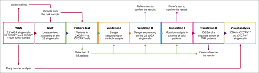 Workflow of the single-cell WGS analysis. Schematic representation of the steps followed for the analysis of the study. WGS was performed in 22 whole-genome amplified single-cells (13 MYD88mut/CXCR4mut and 9 MYD88mut/CXCR4wt) and the bulk tumor sample from a patient with WM. Variants called in the bulk sample were used as a matrix for the unsupervised clustering of the 22 cells. As cells did not cluster together according to CXCR4 mutation, we intentionally searched for variants significantly present in one group vs the other, by applying the Fisher’s exact test, and selected a list of 14. We validated them by Sanger sequencing on the bulk sample and on the 22 single cells. Next, we looked for mutations on these genes in a series of patients with whole-genome sequencing data to see whether they were predominant in CXCR4-mutated (mut) or wild-type (wt) cases. In addition, differential gene expression analysis based on CXCR4 was conducted in an independent set of patients, and results were cross-referenced with our list of variants. Finally, copy number alterations were compared between both groups. DGEA, differential gene expression analysis; NMF, nonnegative matrix factorization.