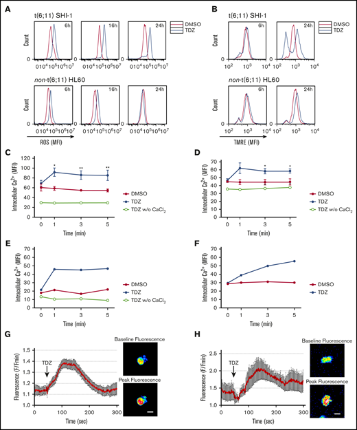 TDZ induces ROS production and mitochondrial depolarization in t(6;11) AML cell through calcium influx. (A) ROS levels detected 6, 16, and 24 hours after TDZ treatment compared with DMSO, in SHI-1 and HL60 cells (n = 2). (B) Mitochondrial depolarization evaluated by tetramethylrhodamine ethyl (TMRE) fluorescence measurement, 6 and 24 hours after TDZ treatment compared with DMSO, in SHI-1 and HL60 cells (n = 5). (C-D) Live intracellular Ca2+ in t(6;11) SHI-1 (C) and in non-t(6;11) HL60 (D) cell lines, loaded with Fluo-4 AM Ca2+ indicator, measured by flow cytometry, in Ca2+-containing or -free buffer (n = 5). Values are the mean ± SEM. *P < .05; **P < .01. (E-F) Live intracellular Ca2+ in t(6;11) (E) and non-t(6;11) primary (F) cells, loaded with Fluo-4 AM Ca2+ indicator, measured by flow cytometry. (G-H) Intracellular Ca2+ in SHI-1 (G) and t(6;11) primary cells (H) measured with a 2-photon microscope. Values are the mean fluorescence of 10 cells ± SEM. Images show baseline vs peak fluorescence of a representative cell. Bars represent 20 μm.