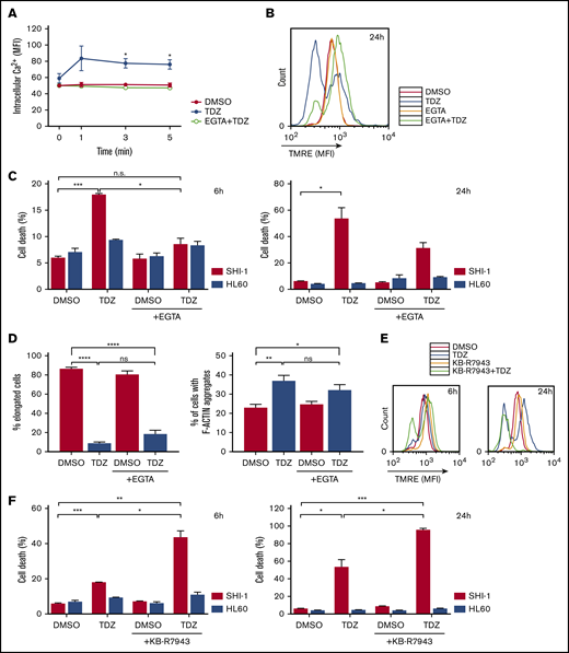 Ca2+overload is toxic for t(6;11)AML cells. (A) Live intracellular Ca2+ measurement in SHI-1 cells loaded with Fluo-4 AM Ca2+ indicator, measured by flow cytometry. EGTA pretreatment was performed 30 minutes before TDZ, which was added at time 0 after the basal measurement. Fluorescence was detected 1, 3, and 5 minutes after TDZ treatment (n = 3). (B) Overlapping representative histograms showing mitochondrial depolarization evaluated by tetramethylrhodamine ethyl (TMRE) fluorescence measurement 24 hours after TDZ, EGTA, or EGTA+TDZ treatment (n = 3). (C) Cell death (annexin V+, PI+, and annexin V+/PI+) evaluated 6 and 24 hours after TDZ, EGTA, or EGTA+TDZ treatment, compared with the DMSO value (n = 2). (D) Histograms showing the percentage of elongated cells (n = 46-146 cells) and the percentage of cells containing F-actin aggregates (n = 156-408 cells), 4 hours after TDZ, EGTA, or EGTA+TDZ treatment. (B-D) EGTA pretreatment was performed 30 minutes before TDZ was added. (E) Representative overlapping histograms showing mitochondrial depolarization evaluated by TMRE measurement 6 and 24 hours after treatment with TDZ, KB-R7943, or KB-R7943+TDZ (n = 5). (F) Cell death (annexin V+, PI+, and annexin V+/PI+) evaluated 6 and 24 hours after TDZ, KB-R7943 or KB-R7943+TDZ treatment, compared with the DMSO value (n = 2). Data are the mean ± SEM. *P < .05; **P < .01; ***P < .001; ****P < .0001. ns, not significant.