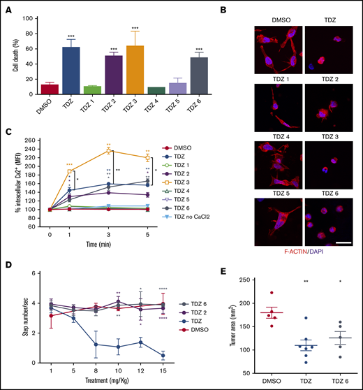 TDZ analogues act on t(6;11)-AML cells with reduced neuroleptic side effects. (A) Cell death (annexin V+, PI+, and annexin V+/PI+) evaluated 24 hours after treatment with TDZ and the analogues TDZ1, TDZ2, TDZ3, TDZ4, TDZ5, and TDZ6, compared with the DMSO value (n = 3). (B) Confocal immunofluorescence images of SHI-1 cells stained with F-actin antibody and with diamidino-2-phenylindole (DAPI) as the nuclear counterstain, seeded onto fibronectin (FN)-coated slides 4 hours after treatment with TDZ or its analogues (n = 2). Original magnification ×63. Bar represents 10 μm. (C) Live intracellular Ca2+ measurement in cells loaded with Fluo-4 AM, a Ca2+ indicator, measured by flow cytometry in Ca2+-containing or in Ca2+-free buffer. TDZ and TDZ analogues (or DMSO as the control) were added after the basal measurement at time 0 (n = 2), and fluorescence was detected 1, 3, and 5 minutes after treatment with TDZ. (D) Stepped-dose test (evaluated as the number of steps per second) performed 1 hour after TDZ, TDZ2, or TDZ6 treatment in NSG mice at the quantities shown (n = 3). (E) Tumor area in mice receiving a flank injection of SHI-1 cells and treated daily with TDZ 8 mg/kg or TDZ-equivalent molar doses of TDZ and TDZ6, compared with the control group treated with DMSO (n = 5), at day 31 after injection, after 20 days of treatment. Gray area indicates treatment interval. Data are the mean ± SEM. *P < .05; **P < .01; ***P < .001; ****P < .0001.